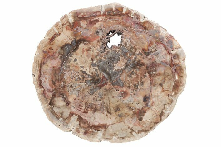 Triassic, Petrified Wood (Araucaria) Round - Madagascar #217094